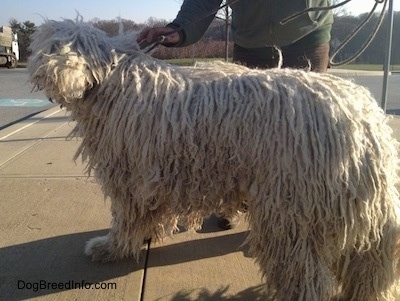 A white Corded Komondor is standing on a sidewalk next to a road. There is a person pulling its leash behind it