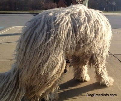 A white Corded Komondor is standing on a sidewalk facing away from the camera and looking down.