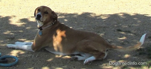 A tan with white Labbe is laying in dirt under the shade of a tree and looking to the left. There is a dog ring toy next to it.
