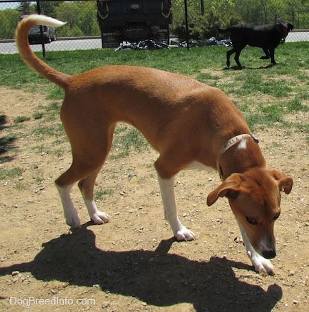 A tan with white Labbe is walking across dirt and its head is down and its tail is up. There is a black dog, a chain link fence and a truck in the distance.