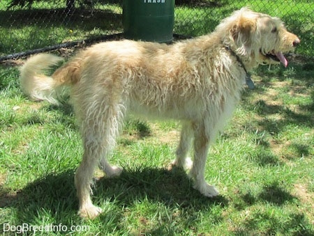 A wavy-coated white and tan Labradoodle is standing in grass. There is a chain link fence behind it with a trash can in the corner. Its mouth is open and tongue is out