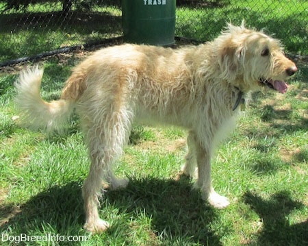 A wavy-coated white and tan Labradoodle is standing in grass. There is a chain link fence and a green trash can behind it. 