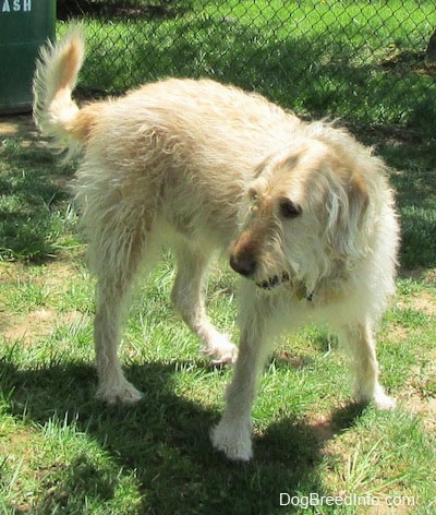 A wavy-coated white and tan Labradoodle is turning to the left in grass.