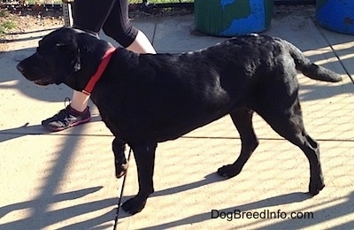 A black Leabrador Retriever is standing on a concrete path. It has one paw in the air and there is a person wearing black sneakers next to it.