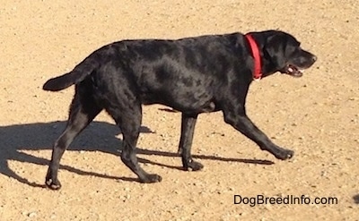 A black Labrador Retriever is wearing a bright red collar walking across dirt and its mouth is open.