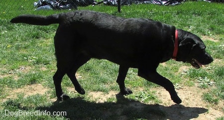 A panting black Labrador Retriever is wearing a red collar walking across grass. Its front paw is in the air.