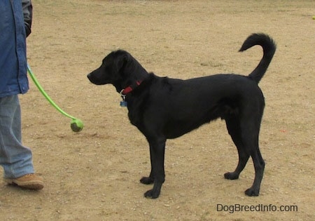 A black Labrador Retriever is standing with its tail up in dirt with a person in front of it holding a tennis ball on a stick