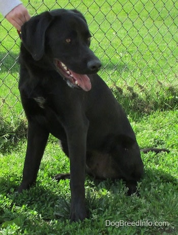 A black Labrador Retriever is sitting in grass and there is a chain link fence behind it. It is looking down and to the right and there is a hand holding its collar. Its mouth is open and tongue is out. Its tongue has black spots over it