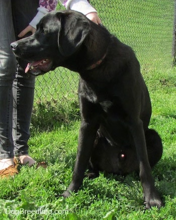 A black Labrador Retriever is sitting in grass. There is a chain link fence next to it and a person is holding onto its collar. It is looking to the left. Its mouth is open and tongue is out.