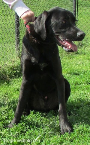 A black Labrador Retriever is sitting in grass and looking to the right. There is a person holding on to the dogs collar.