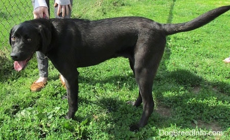 A black Labrador Retriever is standing in front of a chain link fence. There is a person standing behind it with their hands on their knees. The dogs mouth is open and tongue is out