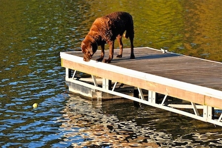 A chocolate Labrador Retriever is looking over the edge of a dock into a body of water at a tennis ball which is in the water. The sun is shining down on the dog.