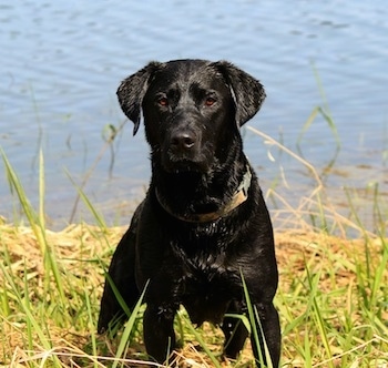 A wet black Labrador Retriever is standing in tall grass on the bank in front of a body of water.