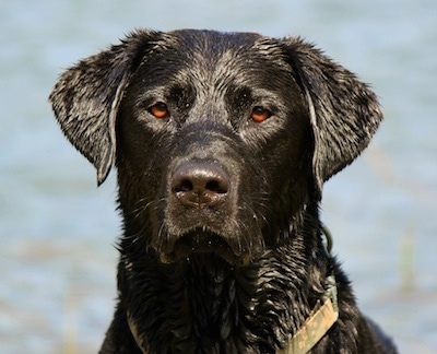 Close Up head shot - A wet black Labrador Retriever is sitting in front of a body of water