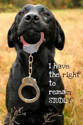 A black Labrador Retriever is sitting in a field and it has a pair of handcuffs hanging out of its mouth. The words - I have the right to remain STUDLY - are overlayed on the image