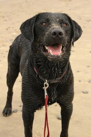 A sandy, wet, happy looking black Labrador Retriever is standing in sand.