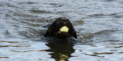 Head shot - A wet black Labrador Retriever is swimming through a body of water with a white ball in its mouth