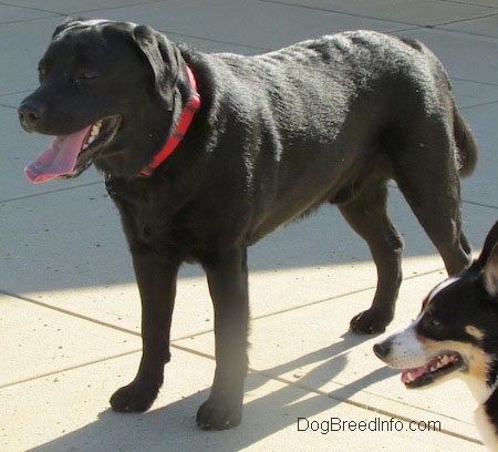 A black Labrador Retriever is wearing a red collar standing on concrete. Its mouth is open and tongue is out. There is a perk-eared tri-colored dog next to the black Lab.
