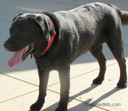 A panting black Labrador Retriever is wearing a bright red collar standing on concrete. Its mouth is open and tongue is out.