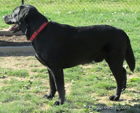Left Profile - A black Labrador Retriever is standing in grass in front of a chain link fence. Its mouth is open and tongue is out.
