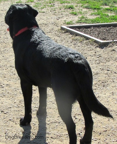 The back of a black Labrador Retriever that is standing in dirt.