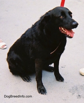 A black Labrador Retriever is sitting on a cement walkway. There is a person in front of it and a person behind it. Its mouth is open and tongue is out
