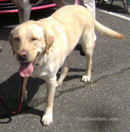 A yellow Labrador Retriever is standing in a parking lot with its mouth open and tongue out. There is a pink car behind it.