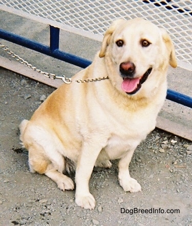 A yellow Labrador Retriever is sitting in dirt and there is a blue railing with a white fence behind it. It is looking to the right of its body. Its mouth is open and its tongue is out.