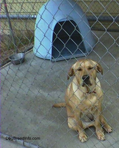 A sad looking yellow Labrador Retriever is sitting inside of an outside dog kennel with a gray igloo dog house behind it. The dog's eyes are closed and its ears are down.