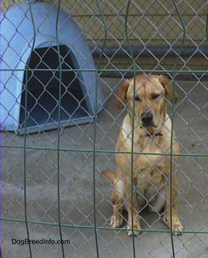 A yellow Labrador Retriever is sitting inside of an outside dog kennel and looking down. There is a gray igloo dog house behind it.