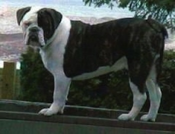 A black with white Larson Lakeview Bulldogge is standing on a bannister and looking to the left of its body. There is a scenic view of the valley below.