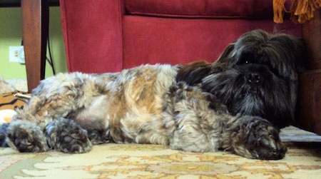 A furry, tan and black with white Lha-Cocker is laying on a carpet against the front of a red couch