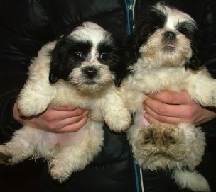 Two white and black Lhasa-Coton puppies are being held against the chest of a man.