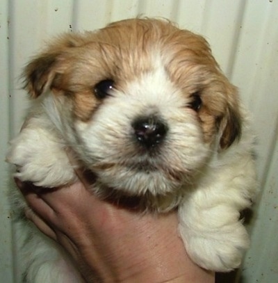 A tan and white Lhasa-Coton puppy is being held up in front of a white backdrop by a persons hand