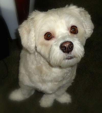 Front view - A white Lhasa-Poo is sitting on a carpet and looking up.