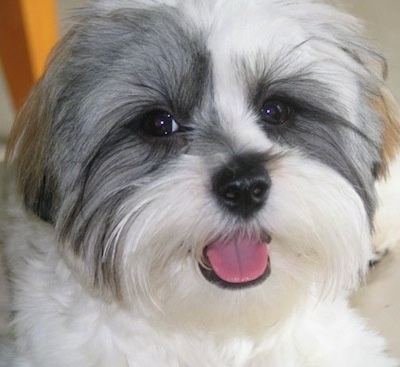 Close up head shot of white with grey Lhatese. Its mouth is open and tongue is out. The dog looks relaxed.