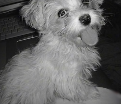 A close up black and white photo of a Lhatese puppy is sitting in front of a laptop. Its mouth is open and tongue is out.