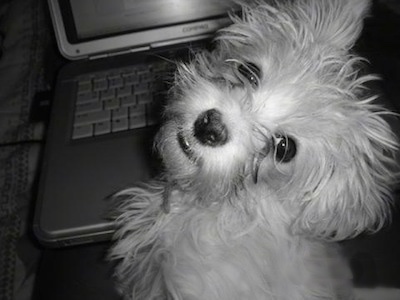 A close up black and white photo of a Lhatese puppy is sitting in front of a laptop and looking back. It looks like it has fly-away hair.