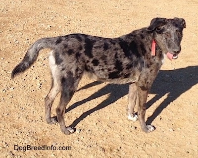 Right Profile - A merle Louisiana Catahoula Leopard Dog/Blue Heeler is standing in dirt. It is looking towards the camera with its tongue hanging to the right of its mouth.