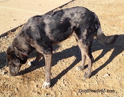 Side view - A merle Louisiana Catahoula Leopard Dog/Blue Heeler is digging through dirt with its nose.