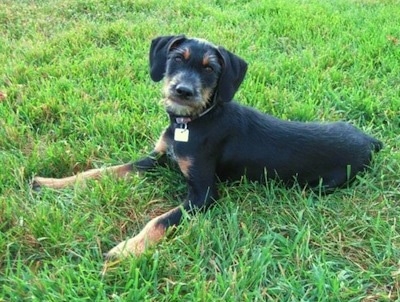 A wiry looking, black with tan Doberman Pinscher/Schnauzer/Shetland Sheepdog mix is laying in grass looking up and to the left of its body.