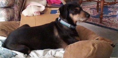 Right Profile - A black with tan wiry looking mix breed dog is laying in a dog bed and looking forward. There is a cardboard box behind it.