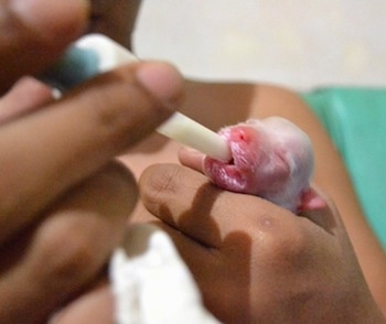 Close Up - Premature puppy being fed by a person with a dropper