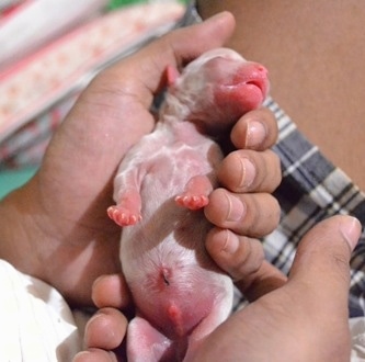 Boris the premature Mal-Shi puppy being held in the hands of a person