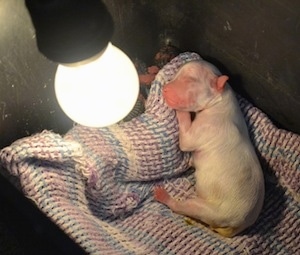 Boris the premature Mal-Shi puppy being kept warm under a heat lamp