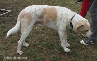 A white with tan ticked Mally Foxhound is looking down at the grass it is standing on. There is a person next to it rubbing the chest of the dog.