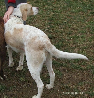 A white with tan ticked Mally Foxhound is standing in grass and looking to the right. There is a person touching the side of the dog's body. There is a brown brindle dog next to it.