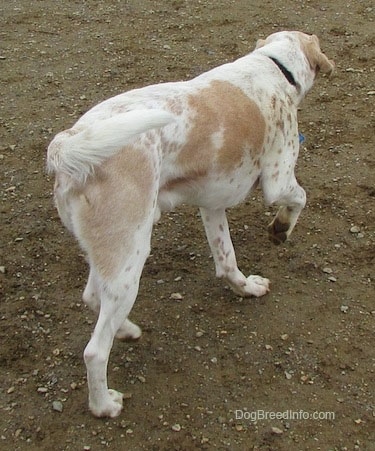 Back side view - A white with tan ticked Mally Foxhound is walking up dirt.
