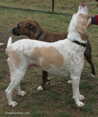 A white with tan ticked Mally Foxhound dog is standing in dirt and there is a person in front of it holding up the dogs head rubbing it deep under its chin. There is a brown brindle dog standing next to the Mally Foxhound. There is a black chain link fence in the background.