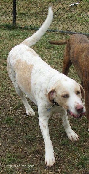 A white with tan ticked Mally Foxhound is walking down grass and its head is down and tail is off to the side in mid-wag. Its mouth is open. There is a brown brindle dog next to it.